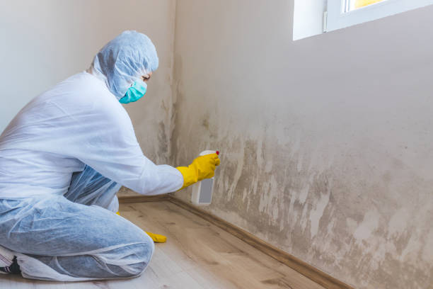 Licensed Basement Mold Removal service in Withams, VA - WQB Mold Removal