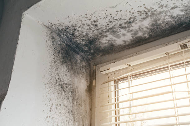 Affordable Basement Mold Removal solutions in Withams, VA